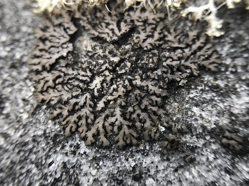 Mealy Shadow Lichen