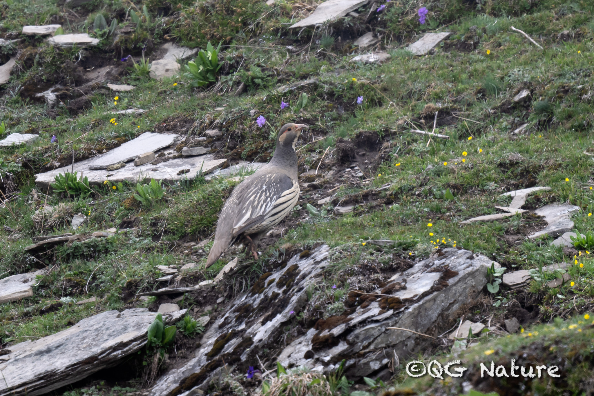 Tibetan Snowcock