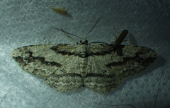 Iridopsis pergracilis