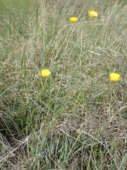 Ranunculus gramineus