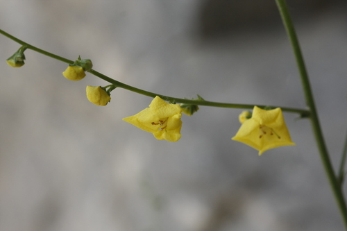 Verbascum pseudonobile