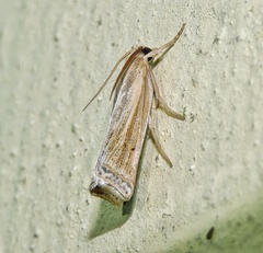 Ancylolomia
