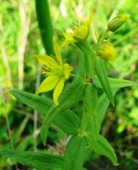 Lysimachia asperulifolia