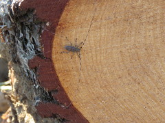 Acanthocinus aedilis