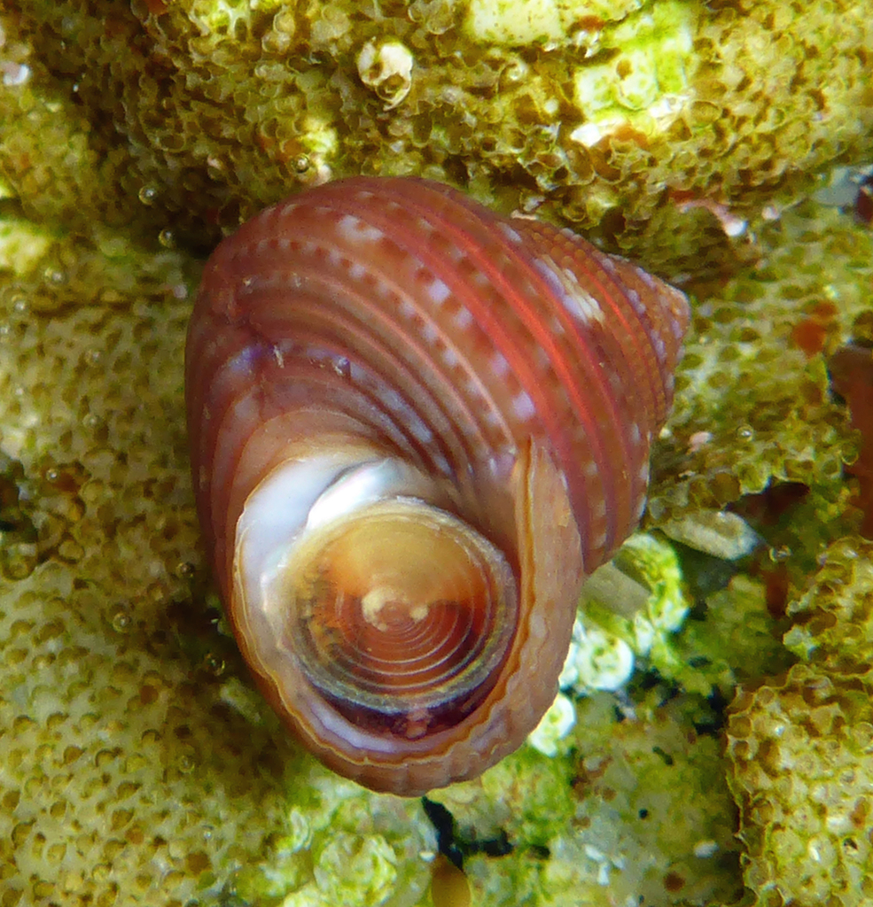 Trochida