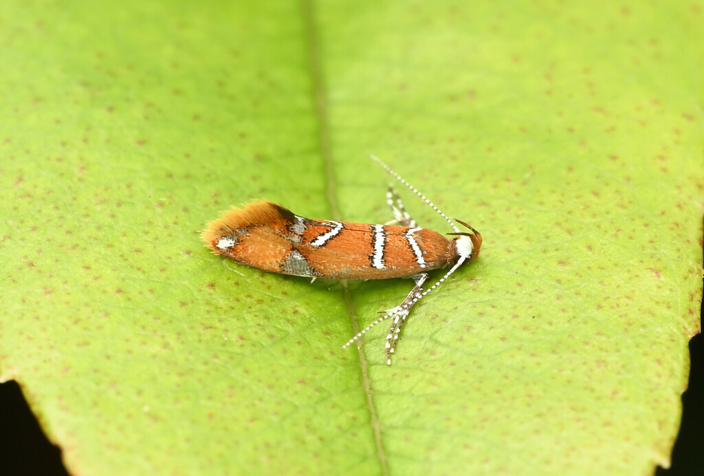 Promalactis apicicircularis