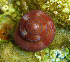 Calliostoma supragranosum