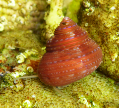 Calliostoma supragranosum