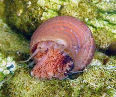 Calliostoma supragranosum