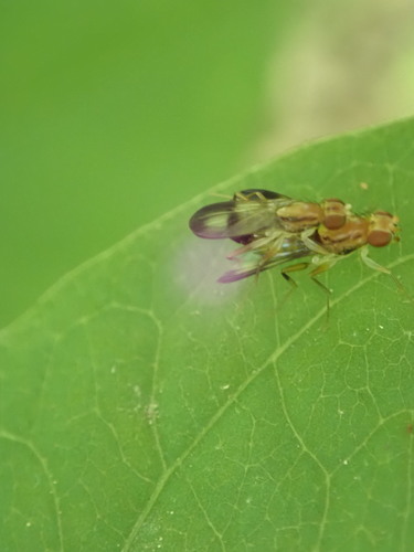 Clusiidae