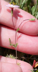 Leptosiphon ambiguus