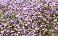 Leptosiphon ambiguus