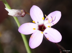 Leptosiphon ambiguus