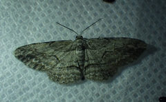 Iridopsis pergracilis