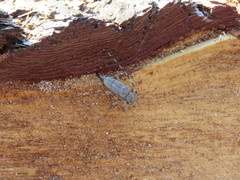 Acanthocinus aedilis