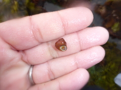 Calliostoma supragranosum