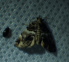 Cutina distincta