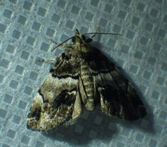 Cutina distincta