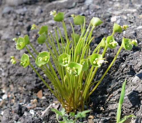 Claytonia parviflora