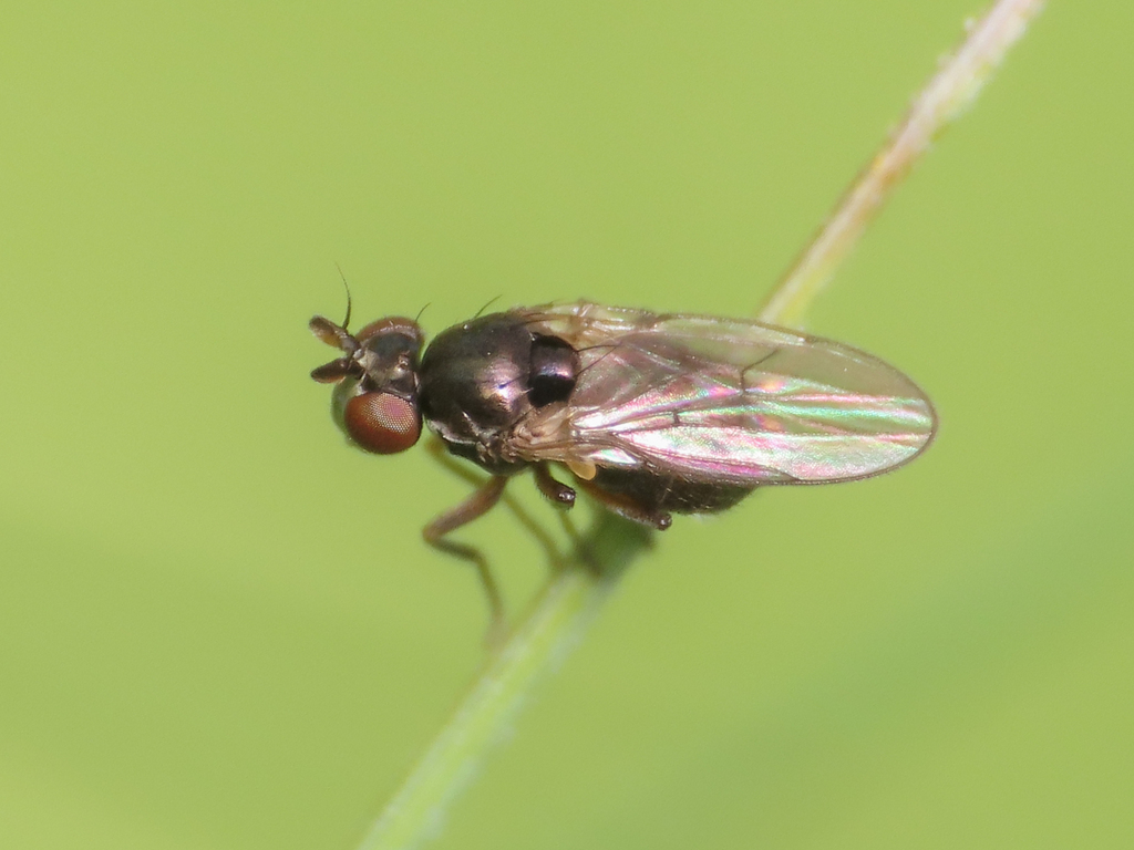 Hyadina guttata