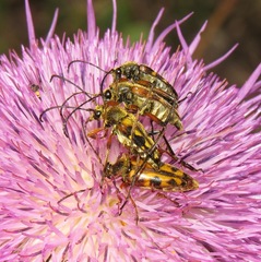 Typocerus octonotatus