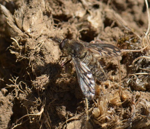 Cone-snout Bee Fly photo 4