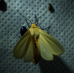 Pareuchaetes insulata