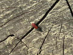 Bostrichus capucinus