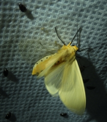 Pareuchaetes insulata