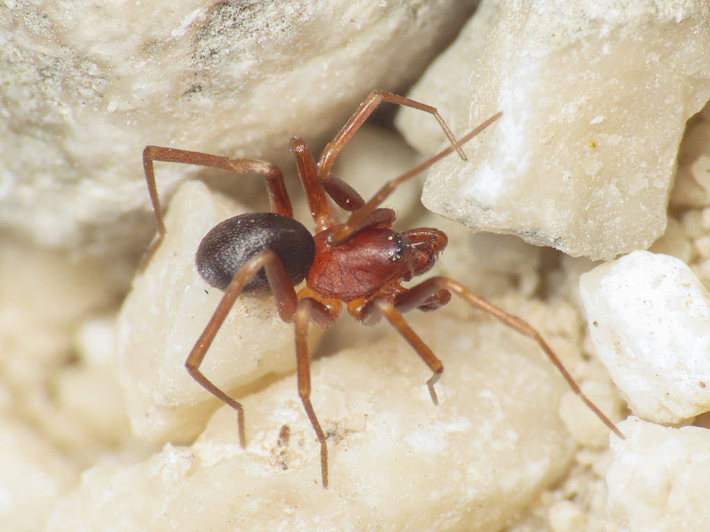 Zodarion vicinum