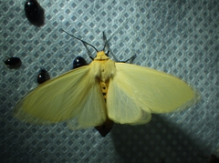 Pareuchaetes insulata