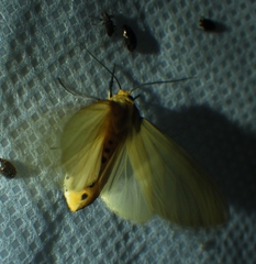 Pareuchaetes insulata