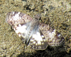 Chiomara asychis