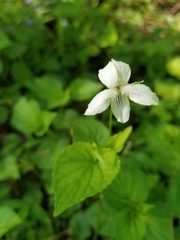 Viola striata