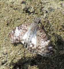 Chiomara asychis