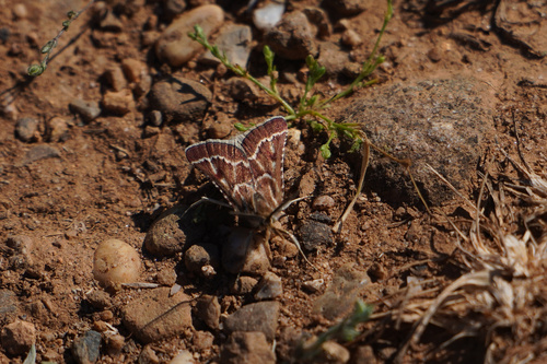 Synaphe bombycalis