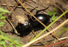 Pasimachus californicus