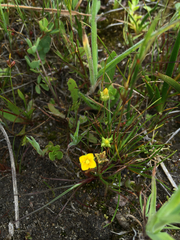 Cicendia quadrangularis
