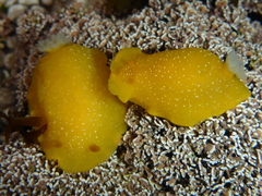 Doriopsilla albopunctata