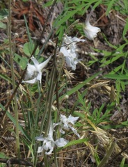 Delphinium carolinianum