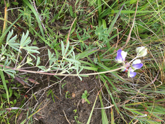 Lupinus variicolor