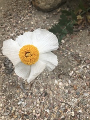 Romneya coulteri