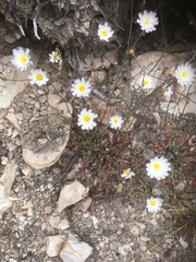 Malacothrix floccifera