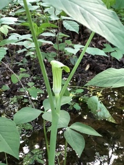 Arisaema triphyllum