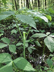 Arisaema triphyllum