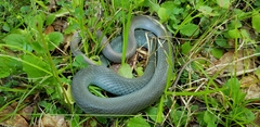 Coluber constrictor latrunculus