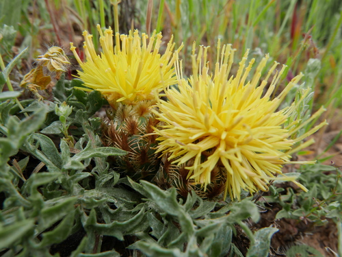 Centaurea toletana