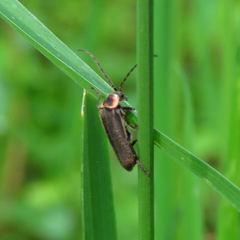 Atalantycha dentigera