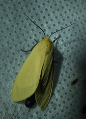 Pareuchaetes insulata