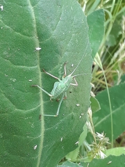 Platylyra californica